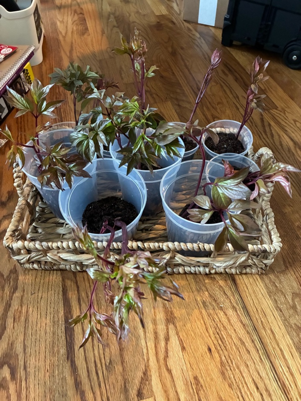 Freshly dug peony starters